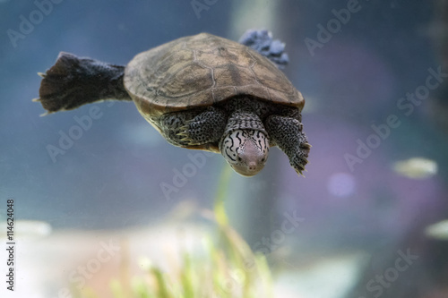 diamondback terrapin turtle swimming underwater close up