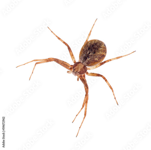 small brown spider on white