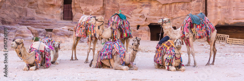 Group of camels in ancient city of Petra in Jordan