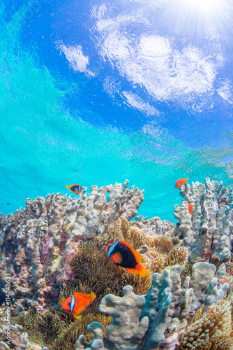 Colony of Anemonefish