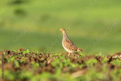 grey partridge on agricultural field