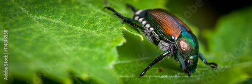 Japanese Beetle eating raspberry leaves