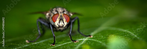 Large house fly on a leaf