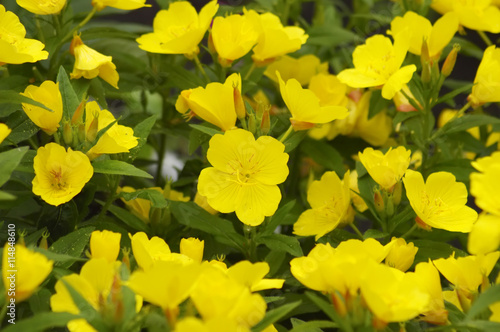 field primrose (oenothera)