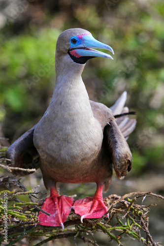 Red-footed booby on Genovesa island, Galapagos National Park, Ec