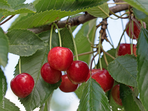 Süßkirschen, Prunus avium, Kirschbaum