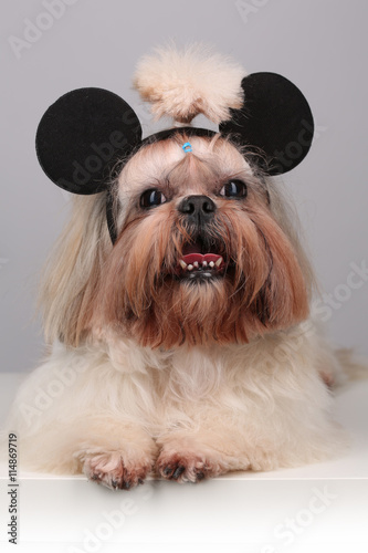 Shih Tzu dog in mickey mouse ears.