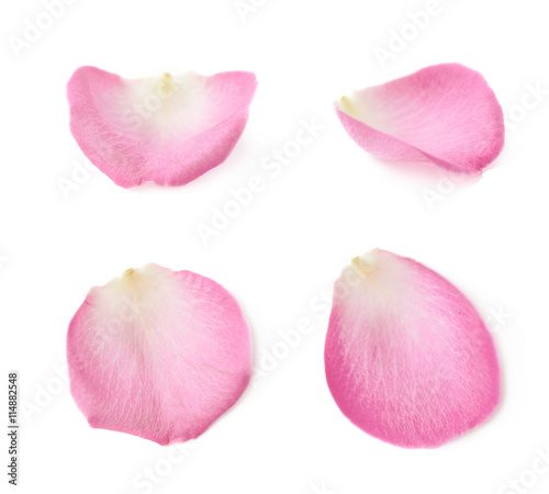 Single rose petal isolated