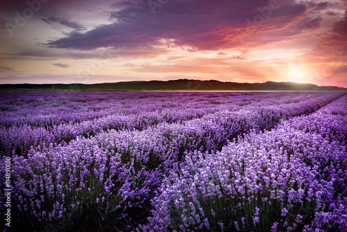 Blooming lavender field under the red colors of the summer sunset