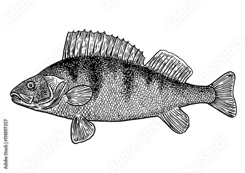 scale, fin, water, food, fish, illustration, engrave, line, drawing, vintage, vector, fishing, perch