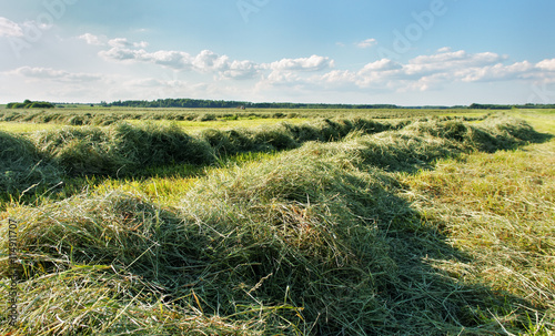 Mowed hay.