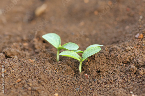Young pumpkin sprouts in the planting