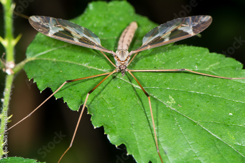 Tipula maxima cranefly head on. Largest British crane-fly in the family Tipulidae, showing heavily patterned wings
