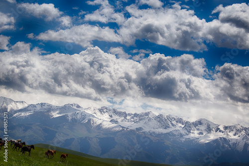 A herd of horses galloping across the hills Ushkonyr Kazakhstan