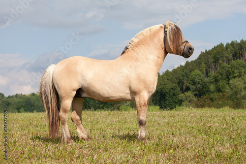 Portrait of nice fjord horse