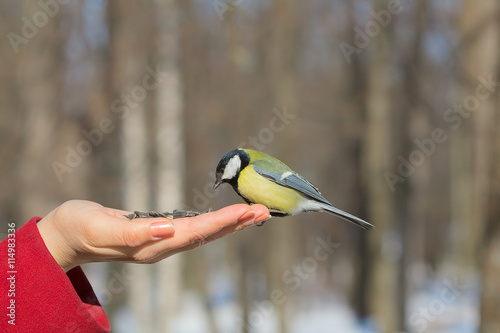 bird on the hand