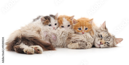 Cat with kittens.