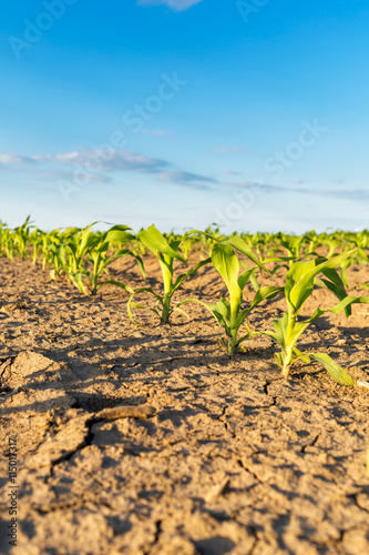 Green corn maize field in early stage
