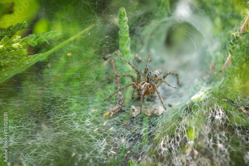 Labyrinth Spider (Agelena labyrinthica) in its web or lair