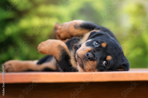 adorable rottweiler puppy lying down 