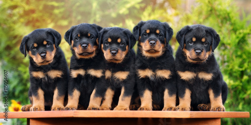 five rottweiler puppies sitting in a row together