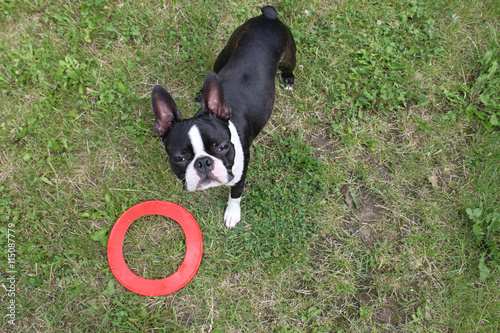 Puppy playing on grass - Boston Terrier, red frisbee