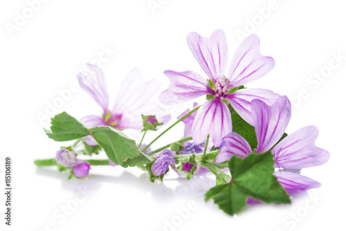 Flores de malva para medicinas alternativas aisladas en fondo blanco