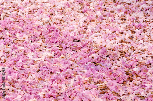 Texture of Tabebuia rosea on the ground, pink flower.