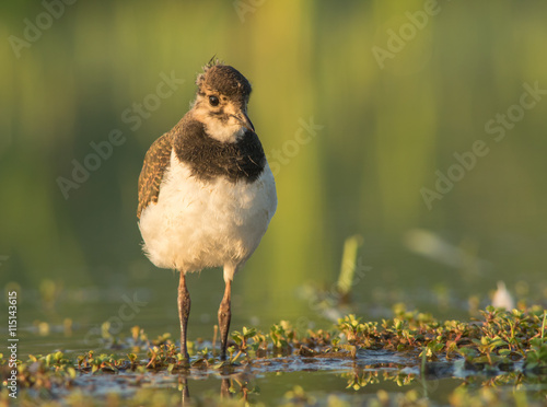 Vanellus vanellus