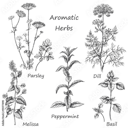 Hand drawn aromatic herbs.