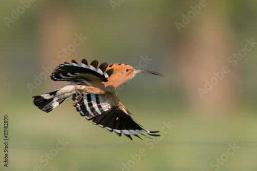 Hoopoe in flight (Upupa epops).