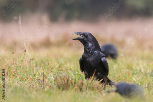 Birds - Common Raven (Corvus corax)