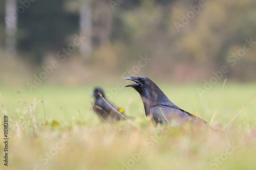 Birds - Common Raven (Corvus corax)