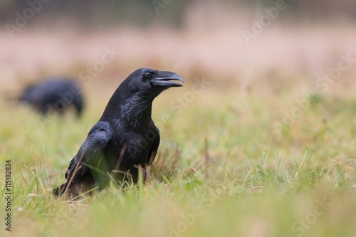 Birds - Common Raven (Corvus corax)