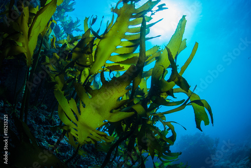 Green Seaweed dancing in the sea