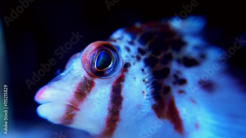 Macro shot on fish eye