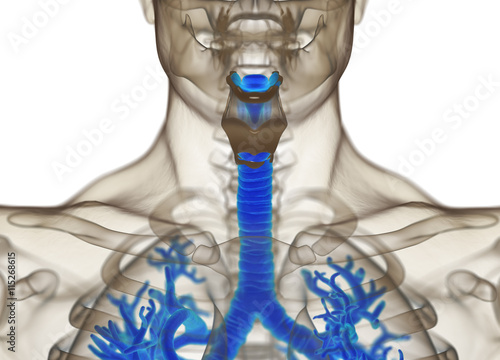 Human bronchi and trachea. 3d illustration