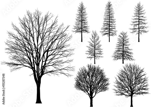 bare tree. Vector trees isolated on a white background.