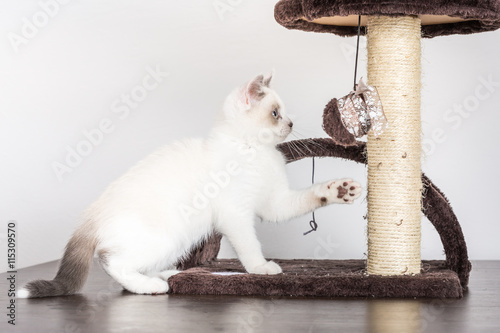 White Kitten