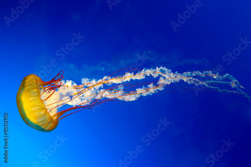 Japanese Sea Nettle jellyfish