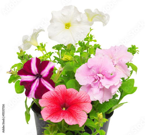 Beautiful flowers of pink and white petunias