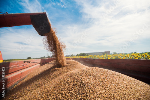 Harvester loading crops into a trailer.