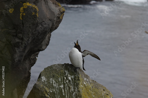 Tordalk auf Island