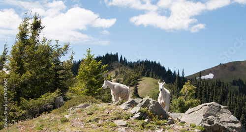 Mother Nanny Goats walking down Hurricane Hill in Olympic National Park in Washington State USA