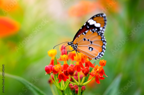 Butterfly on flower