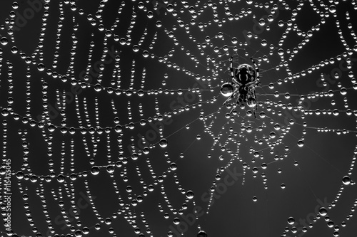 Spin in zijn web vol dauwdruppels. Een spinnetje van amper 2mm groot. Een uitvoering in zwart wit.