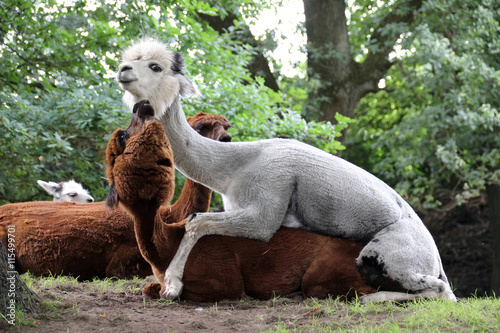 Alpakas (Lama guanicoe pacos) beim Geschlechtsverkehr im Tierpark Nordhorn