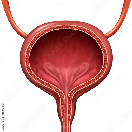 Human Urinary Bladder