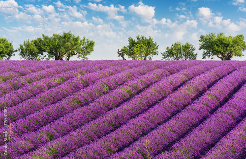 Rows of lavender, green trees and blue sky with clouds, in the lavender fields of the French Provence near Valensole