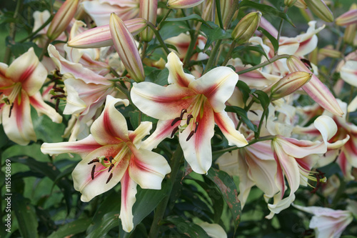 lilium